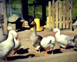 Gruppo di oche
